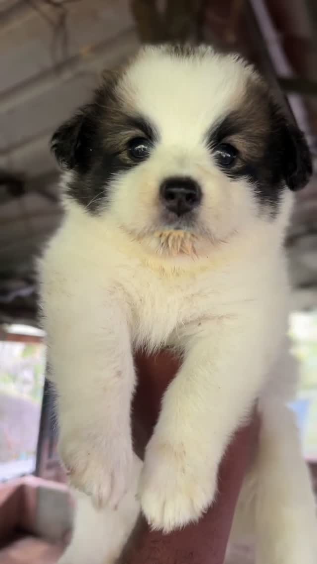 Pomeranian Puppy, farm video