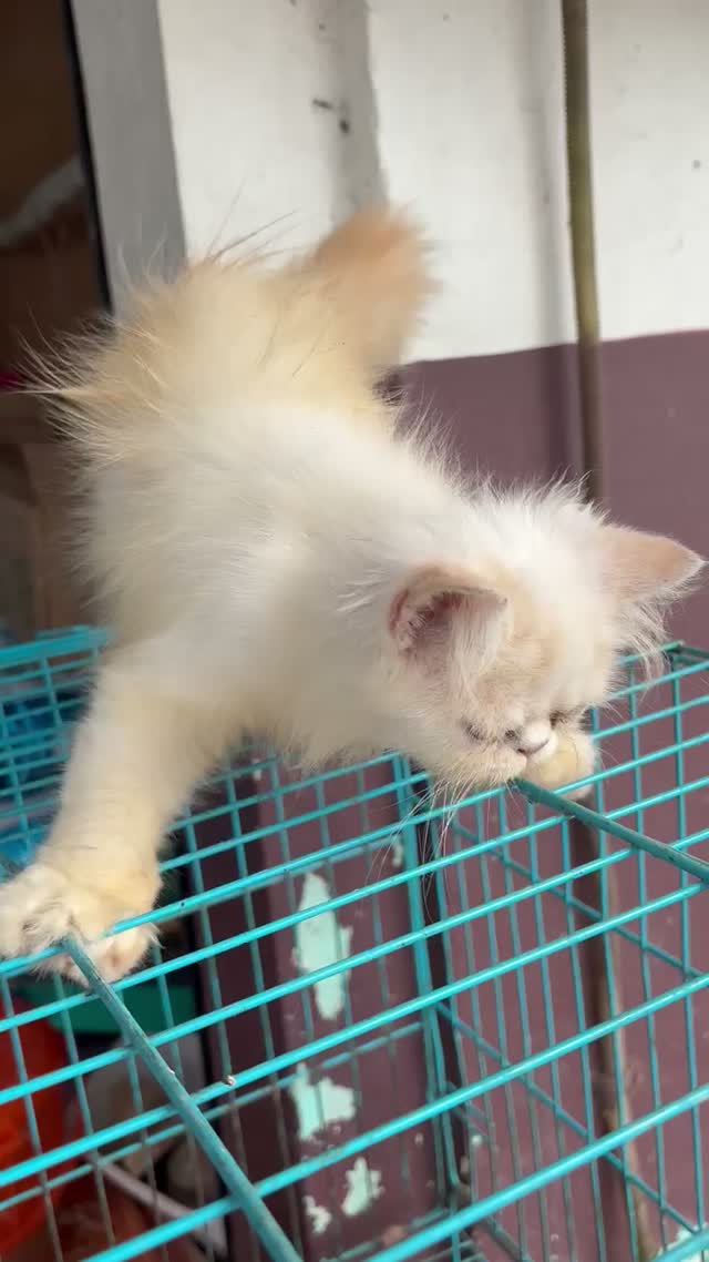 Persian, farm video