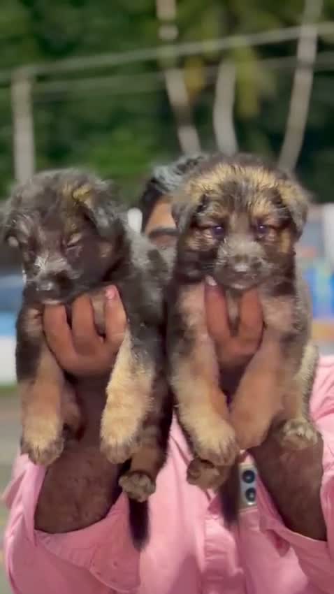 German Shepherd Puppy, farm video