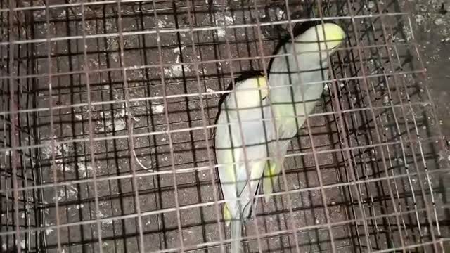 Budgies | Fallow, farm video