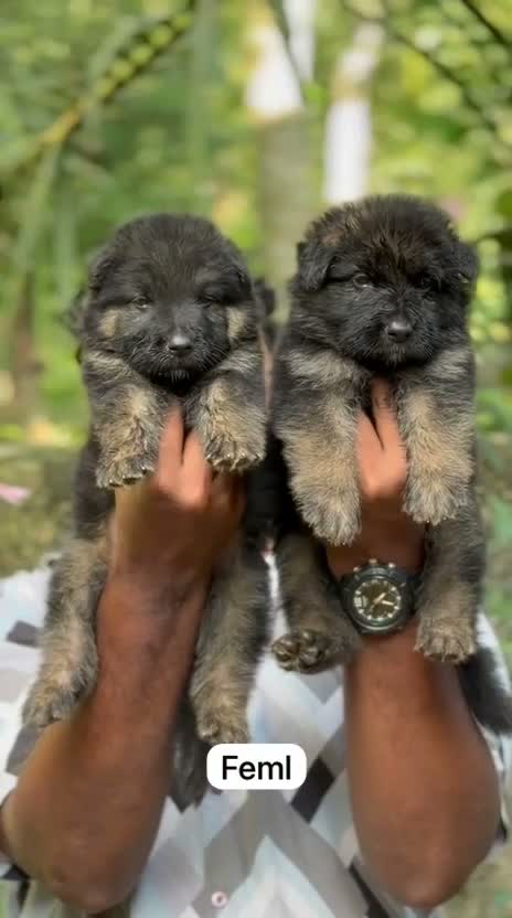 German Shepherd Puppy, farm video
