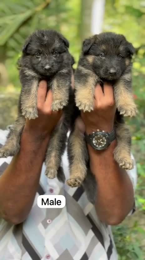 German Shepherd Puppy, farm video
