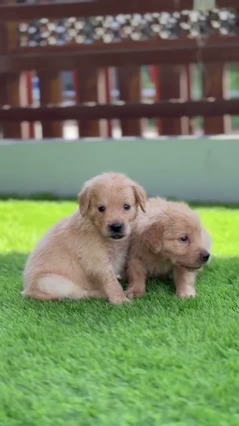 Golden Retriever, farm video