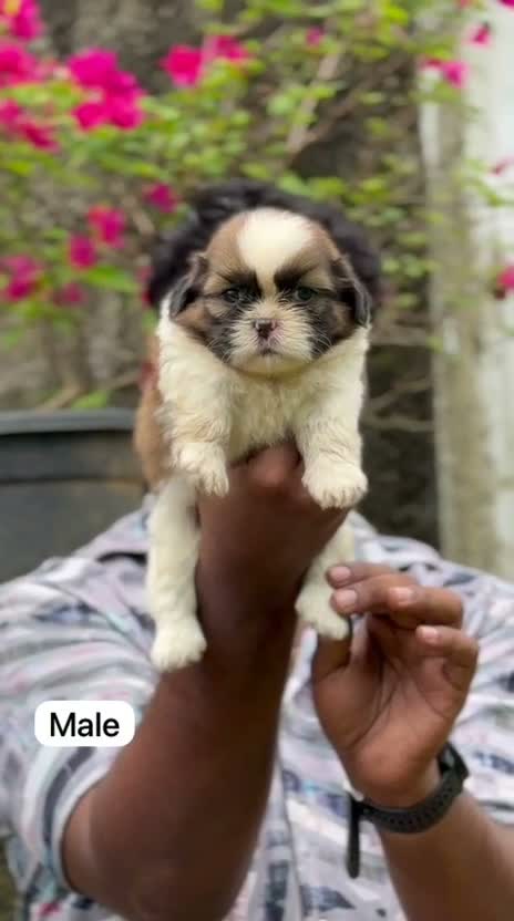 Shih Tzu | Black Color, farm video