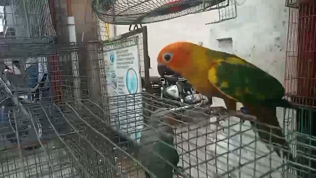 Small Cheek Conure, farm video