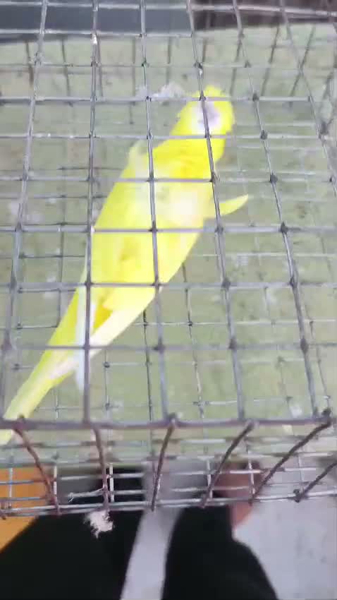 Red-rumped Parakeet, farm video