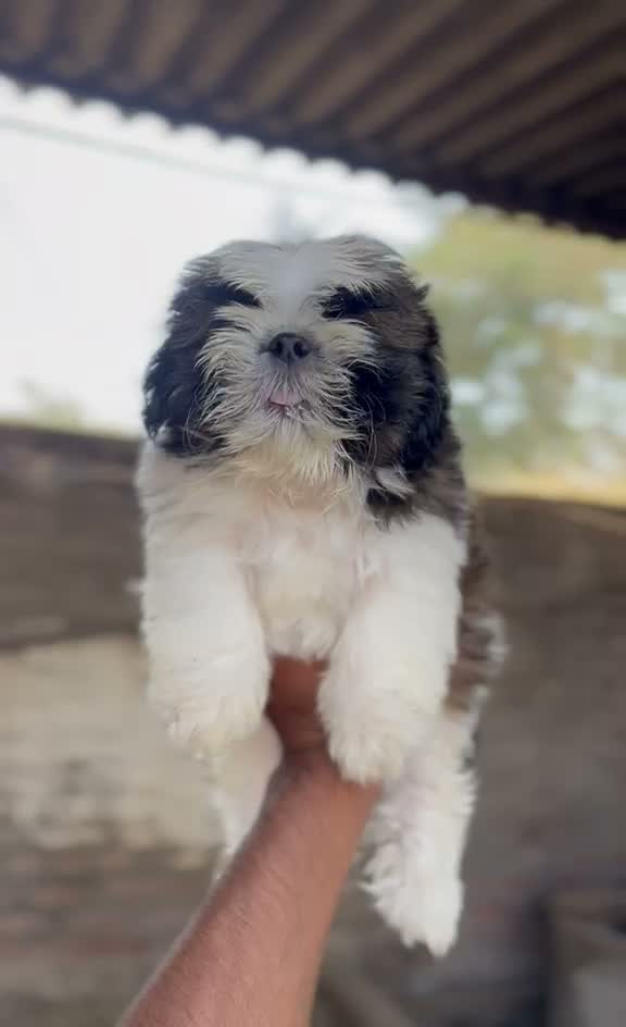 Shih Tzu | Black Color, farm video