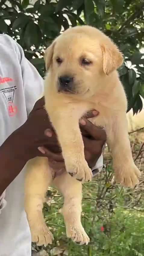 Dachshund Puppy | Brown, farm video