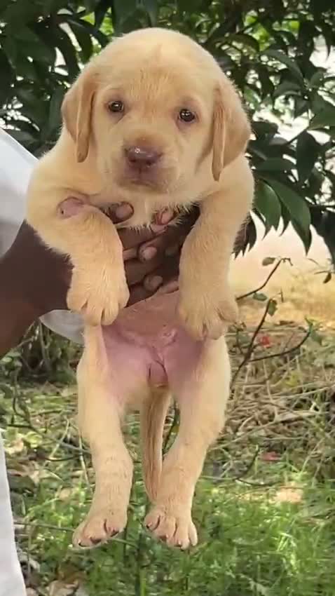 Dachshund Puppy | Brown, farm video