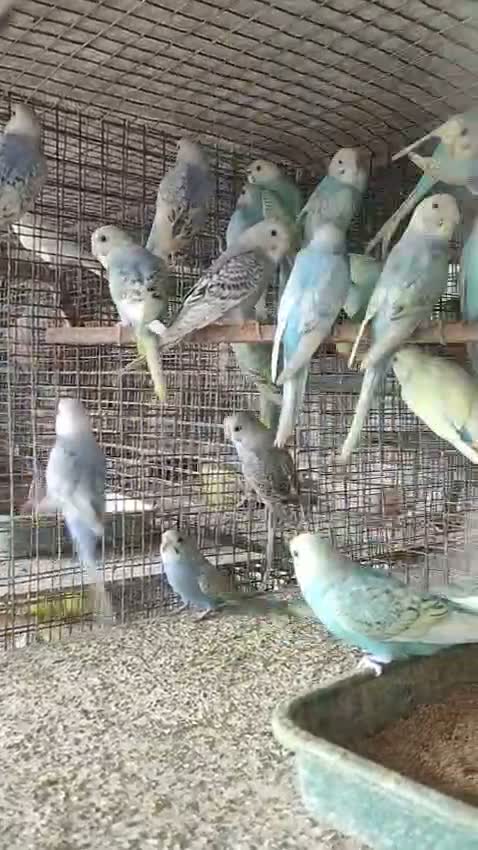 Budgies | Fallow, farm video