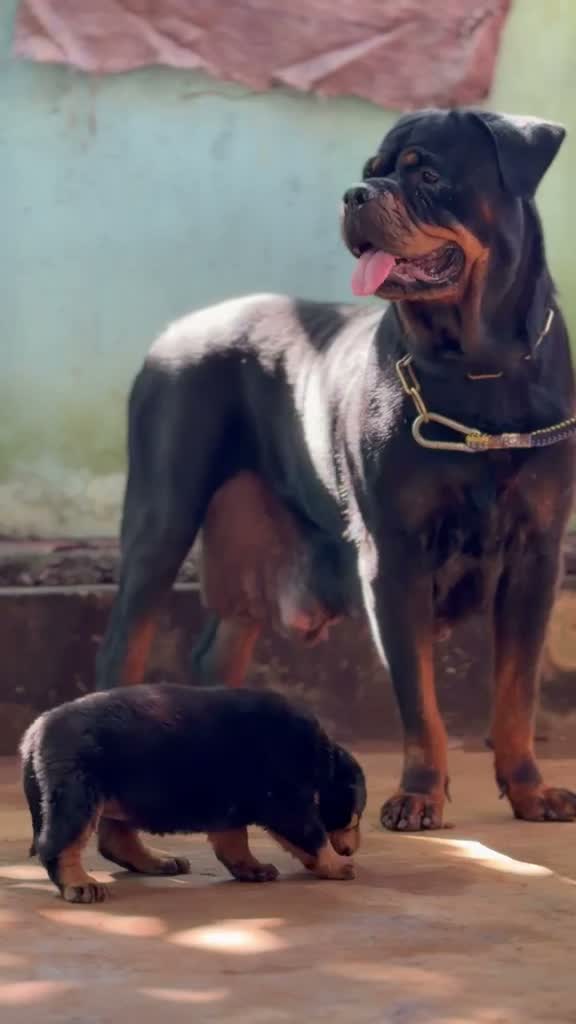 Rottweiler Puppy, farm video