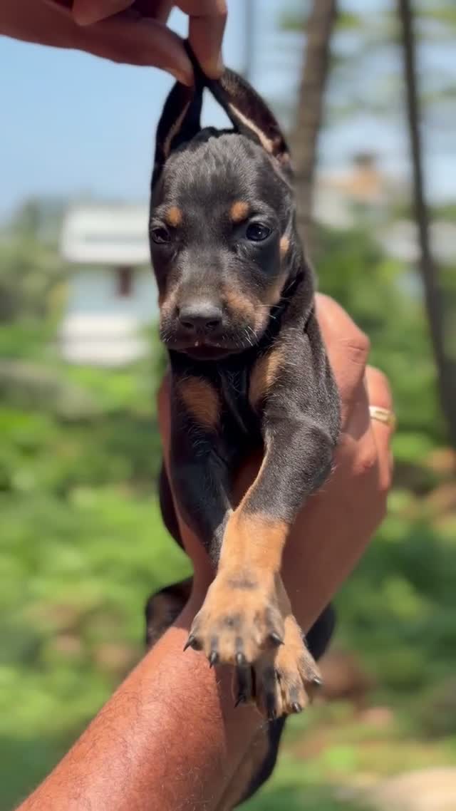 European Doberman Puppy, farm video