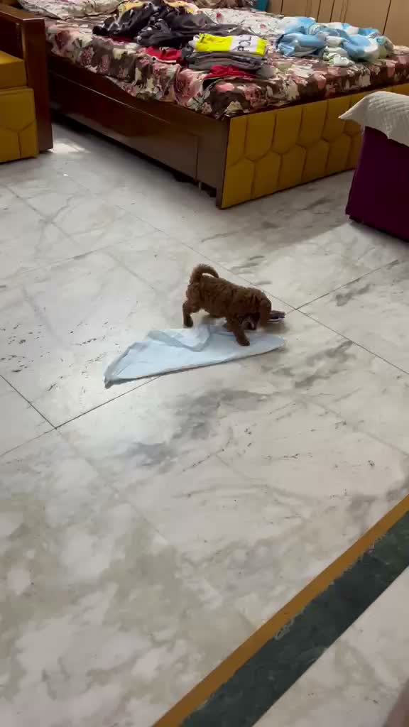 Standard Poodle Puppy, farm video
