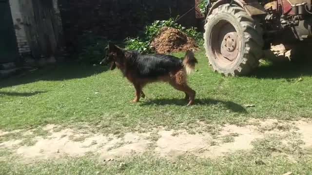 German Shepherd Puppy, farm video