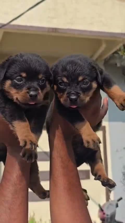 Dachshund Puppy | Brown, farm video