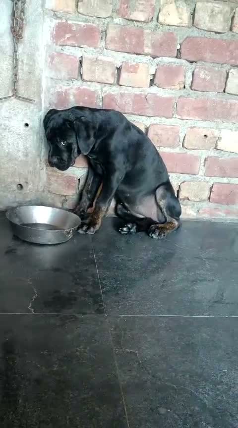 Dachshund Puppy | Brown, farm video