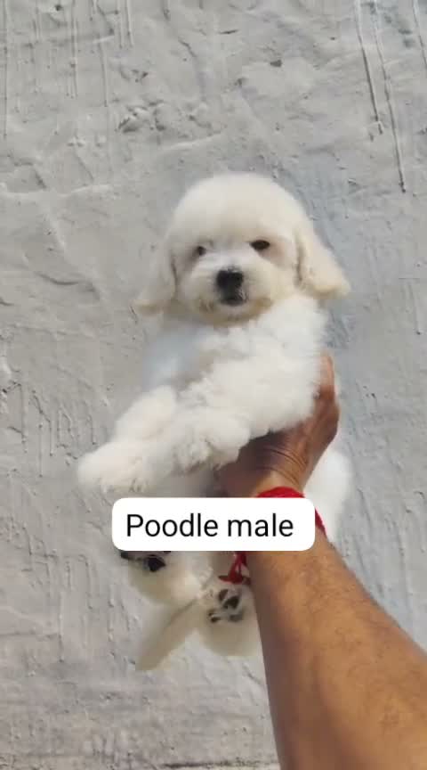 Standard Poodle Puppy, farm video