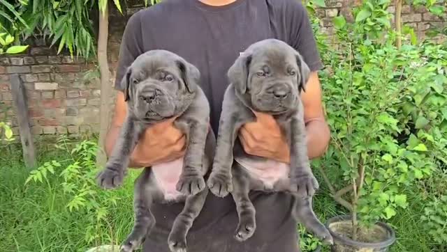 Cane Corso Puppy | Blue, farm video