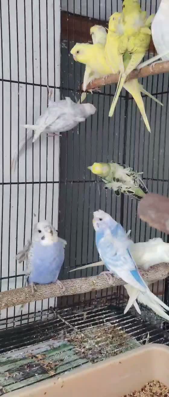 Hogoromo Budgies, farm video