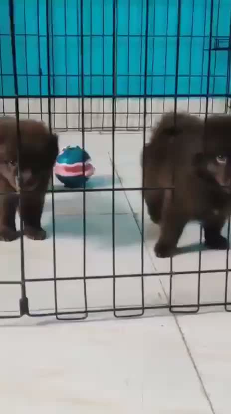 Culture Pom Puppy | Orange Color, farm video