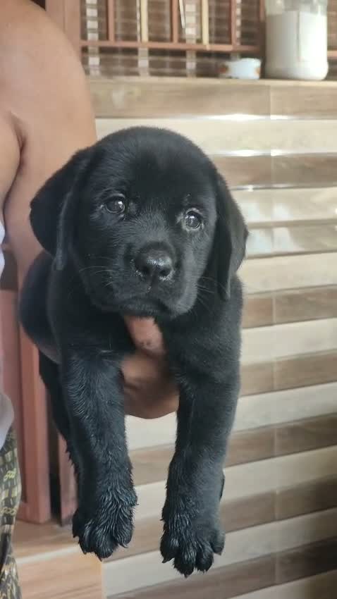 German Shepherd Puppy, farm video