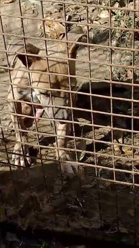 Pitbull Terrier Puppy, farm video
