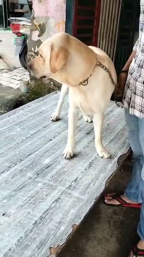 Beagle Black & Tan Puppy, farm video