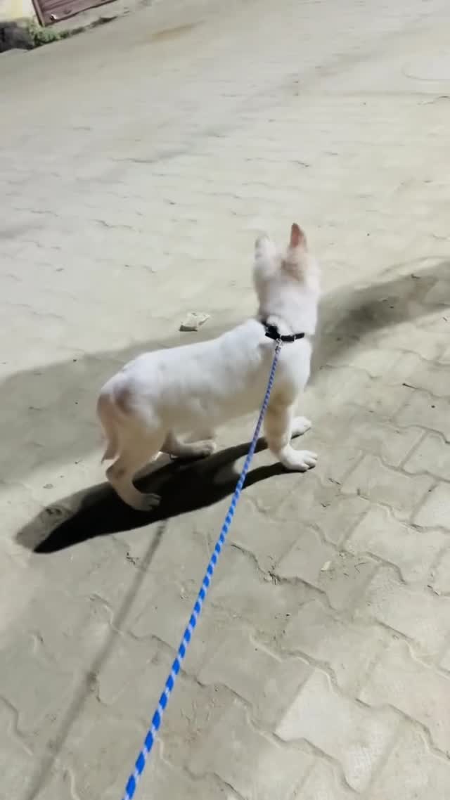 German Shepherd Puppy, farm video