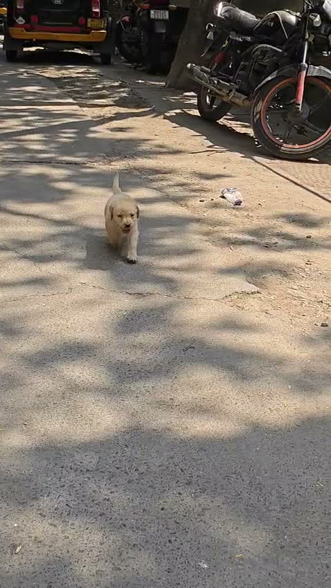 Dachshund Puppy | Brown, farm video