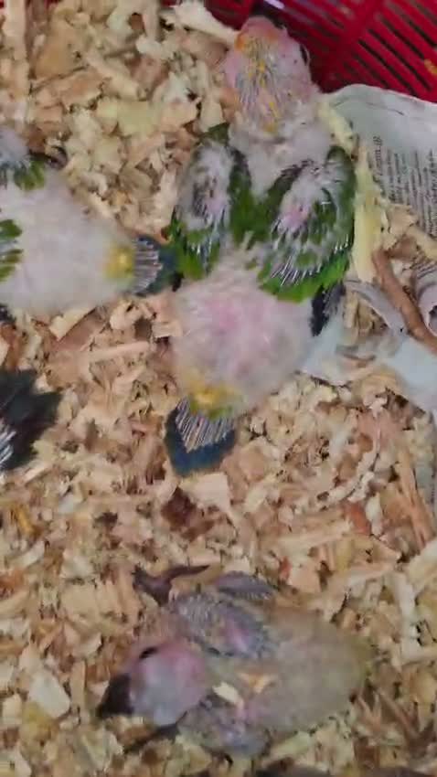 Sun Conure, farm video