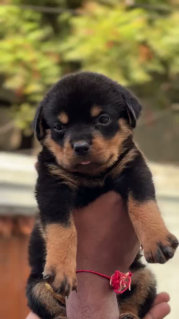 Dachshund Puppy | Brown, farm video
