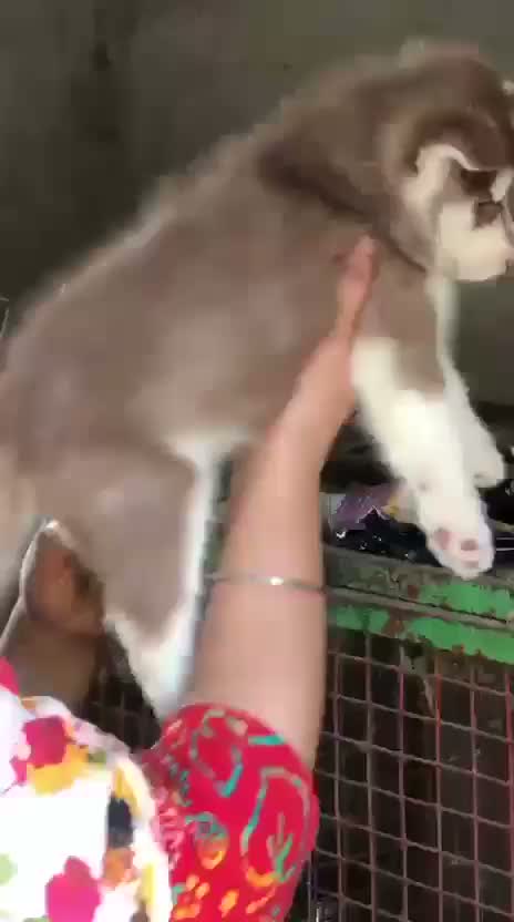 Siberian Husky Puppy | Black & White Color, farm video