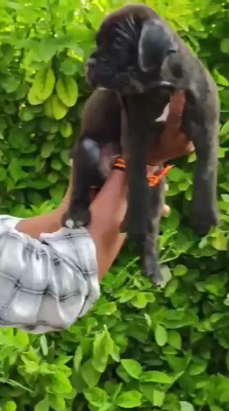 Cane Corso Puppy, farm video