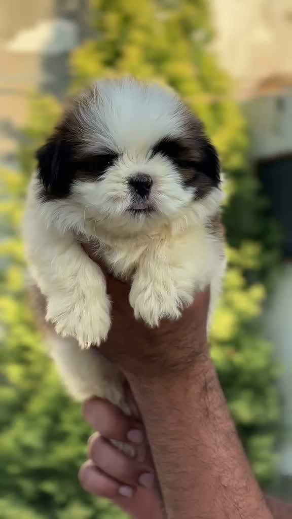 Shih Tzu | Black Color, farm video
