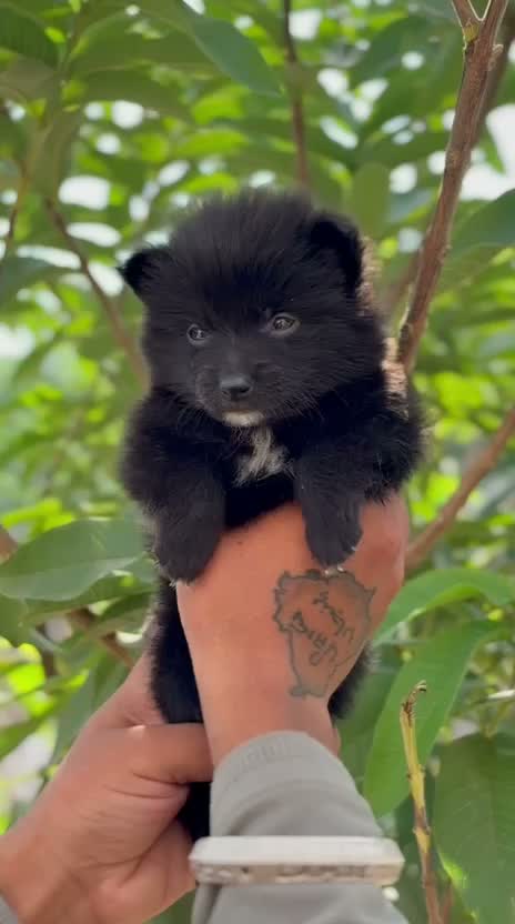 Culture Pom Puppy | Orange Color, farm video