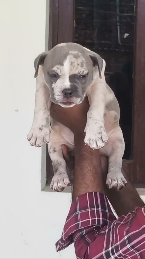 American Bully XXL Size Puppy, farm video