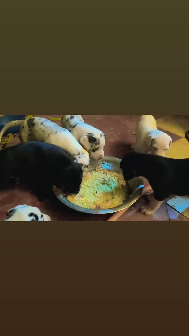 Great Dane Puppy, farm video