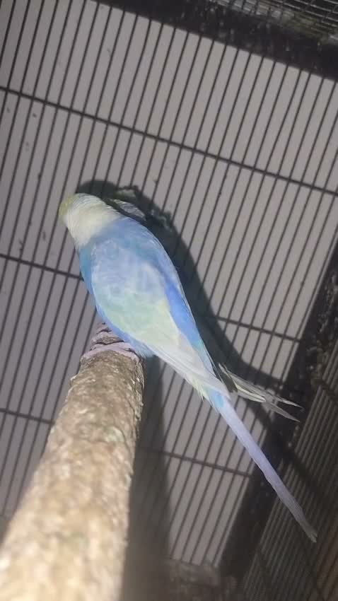 Budgies, farm video