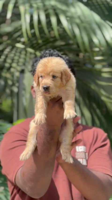 Labrador Retriever Puppy, farm video