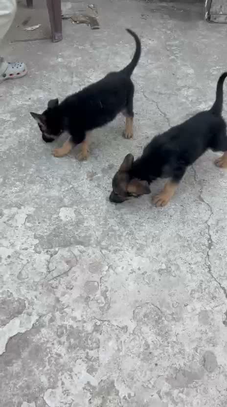 German Shepherd Puppy, farm video