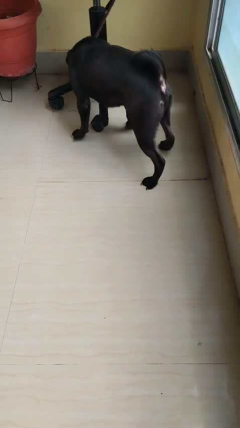 Pug Puppy, farm video