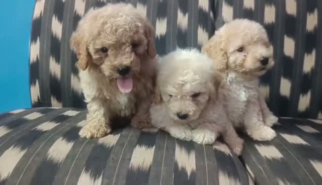 Standard Poodle Puppy, farm video
