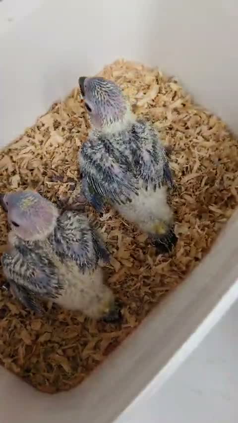 Small Cheek Conure, farm video