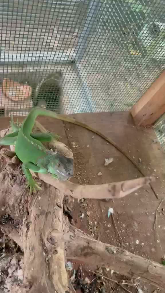 Iguana, farm video