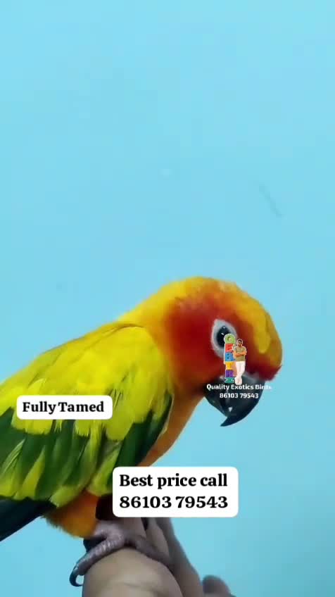 Sun Conure, farm video