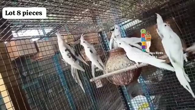 Cockatiel | Pied, farm video