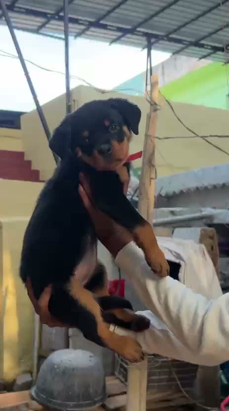 Rottweiler Puppy, farm video