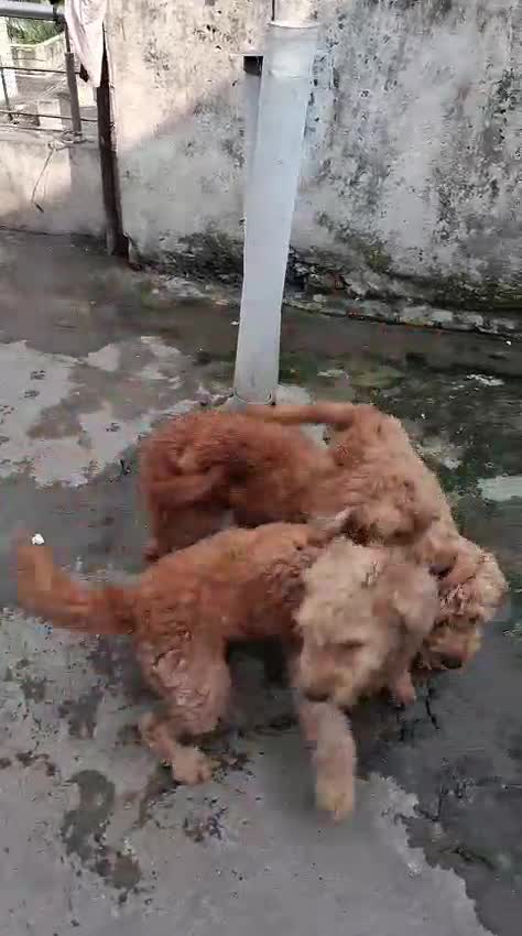 Standard Poodle Puppy, farm video
