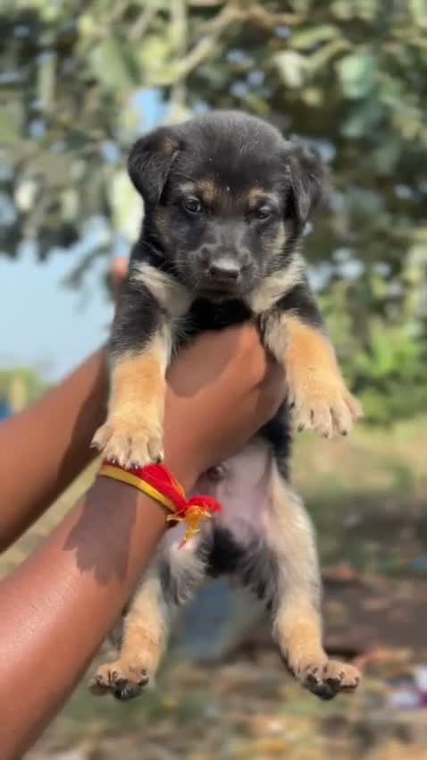 German Shepherd Puppy, farm video