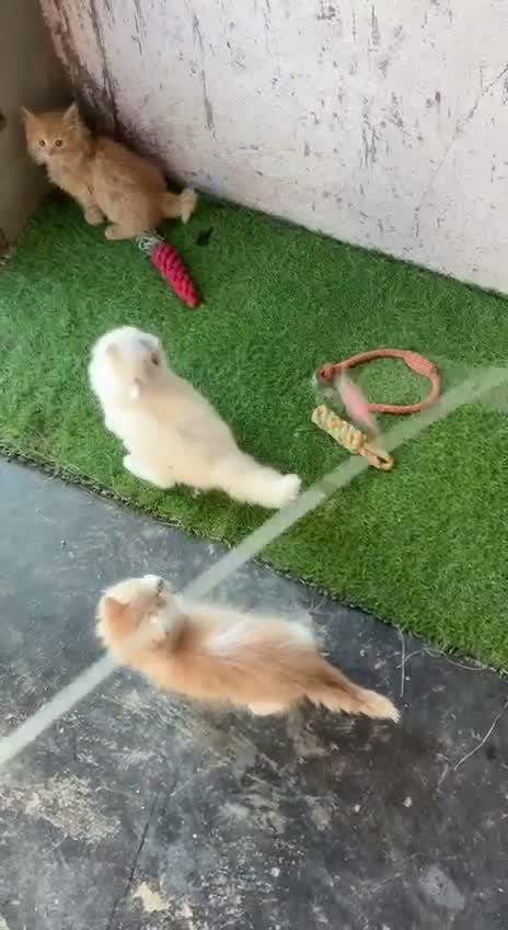 Persian, farm video